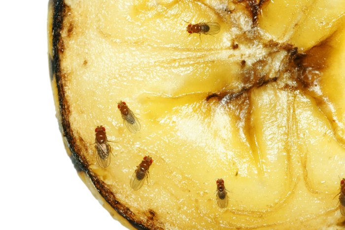 Fruit fly treatment